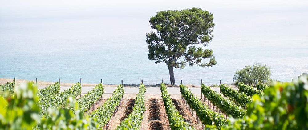  Palos Verdes Peninsula AVA
