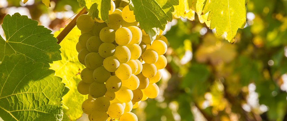 Den Chardonnay