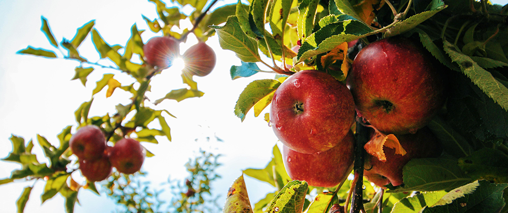 Cidre Cider Jablka